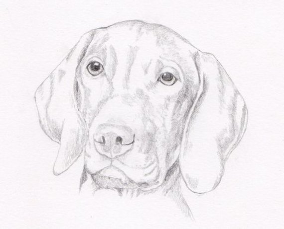 570x461 vizsla signed personalized original pencil drawing double matted - Vizsla Drawing