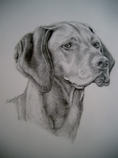 400x533 vizsla art, dog art, custom dog portraits - Vizsla Drawing