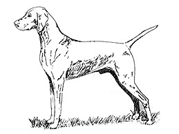259x194 detail - Vizsla Drawing