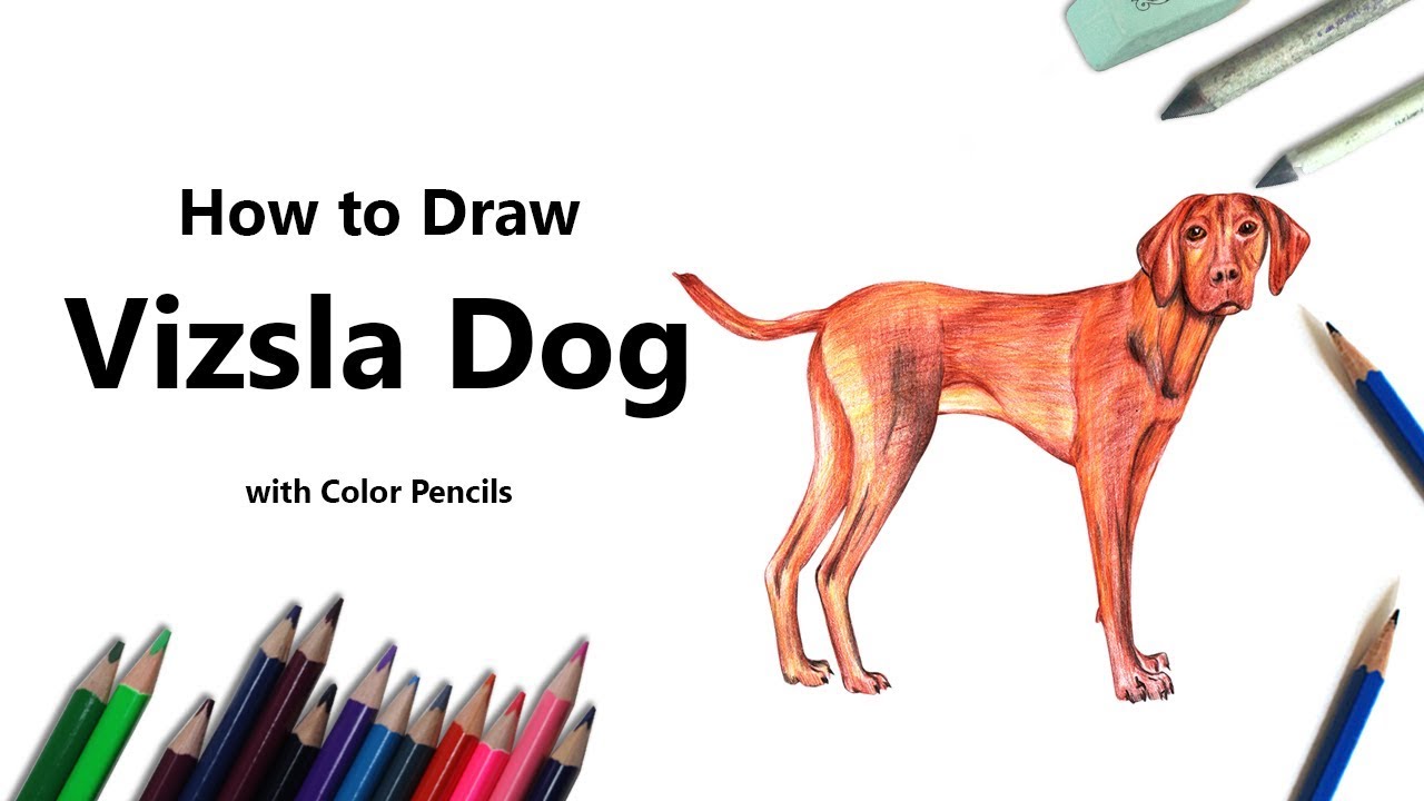 1280x720 how to draw a vizsla dog with color pencils - Vizsla Drawing