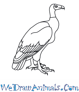 300x350 how to draw a bengal vulture - Vulture Drawing