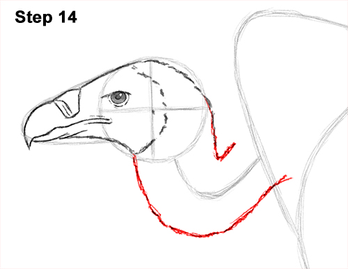 500x387 how to draw a vulture - Vulture Drawing