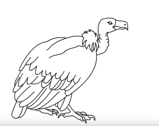 533x422 how to draw a vulture step - Vulture Drawing