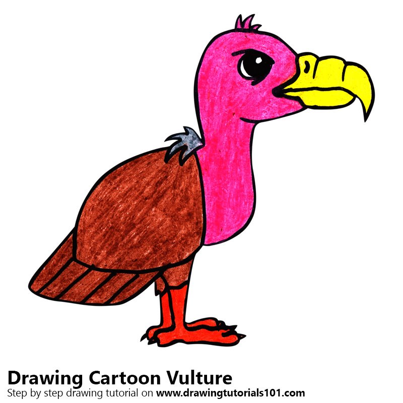 800x800 learn how to draw a cartoon vulture - Vulture Drawing