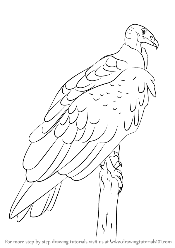 598x844 learn how to draw a turkey vulture - Vulture Drawing