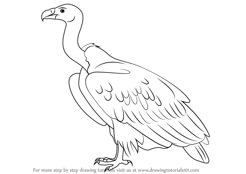 800x566 learn how to draw a white rumped vulture - Vulture Drawing