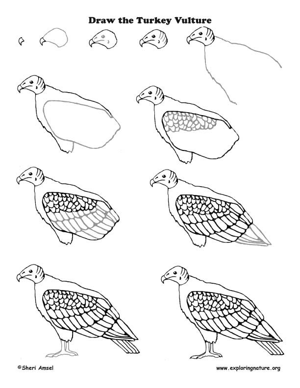 612x792 turkey vulture drawing lesson - Vulture Drawing