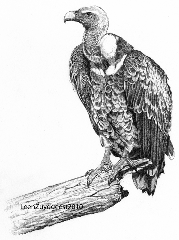 600x802 vulture drawing drawing skill - Vulture Drawing