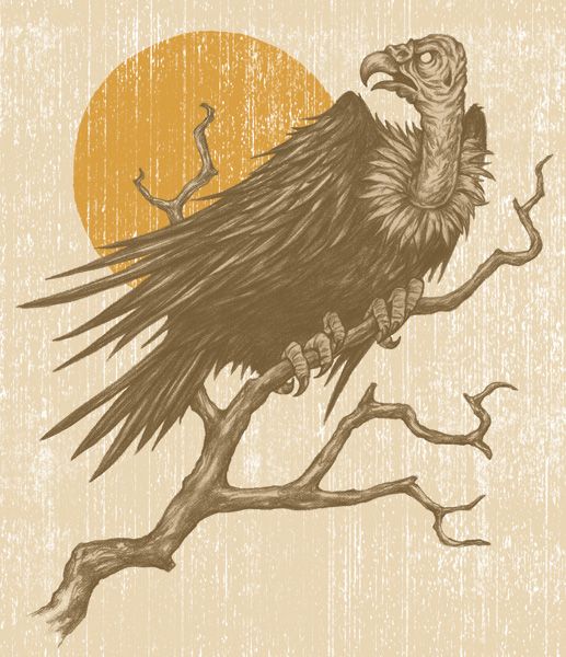 517x600 vulture drawing - Vulture Drawing