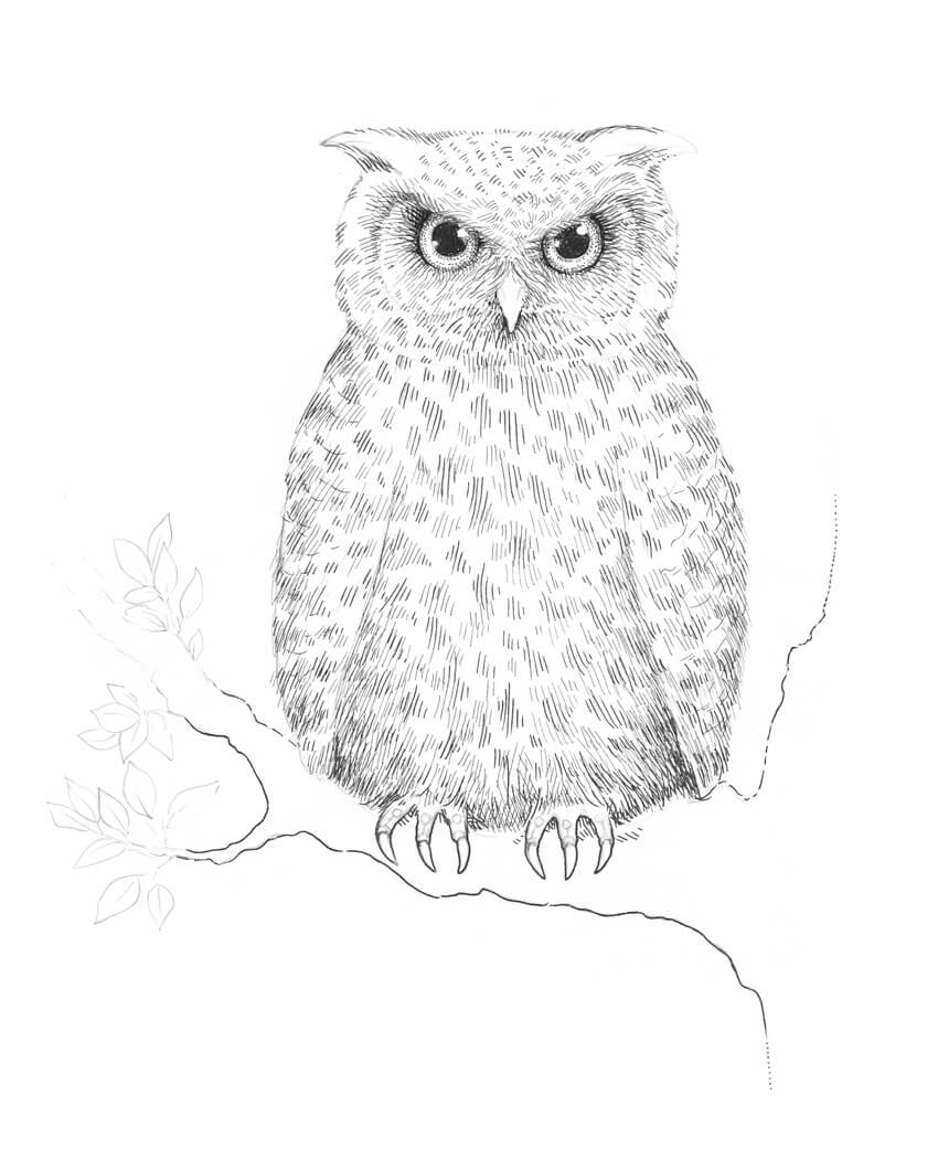850x1049 How To Draw An Owl - W Drawing