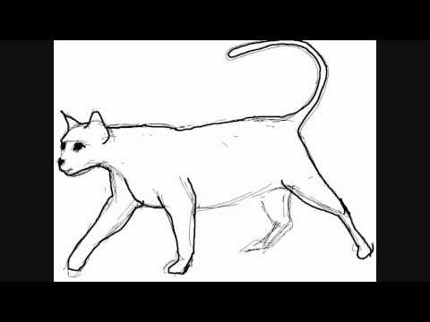 480x360 how to draw a cat walking - Walking Cat Drawing