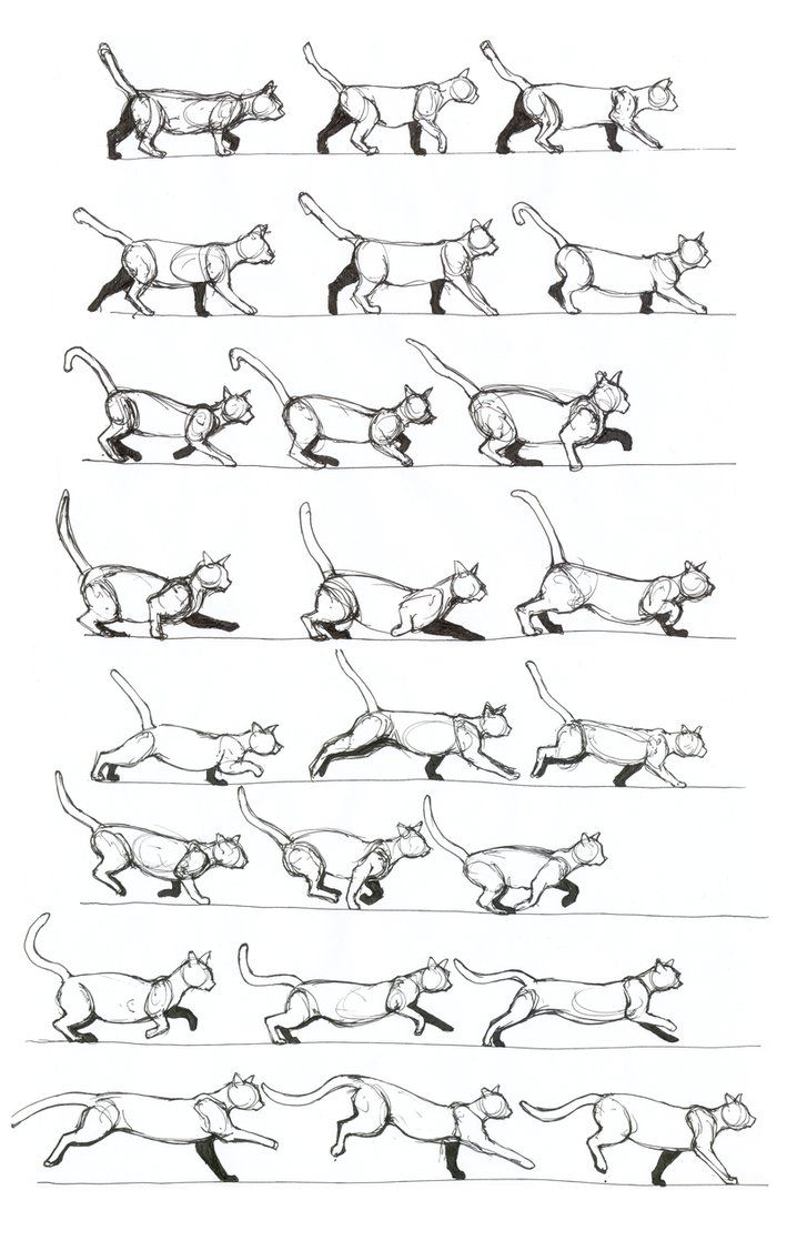 709x1127 cat walking changing to gallop - Walking Cat Drawing