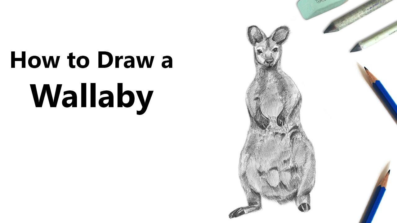 1280x720 How To Draw A Wallaby With Pencils - Wallaby Drawing