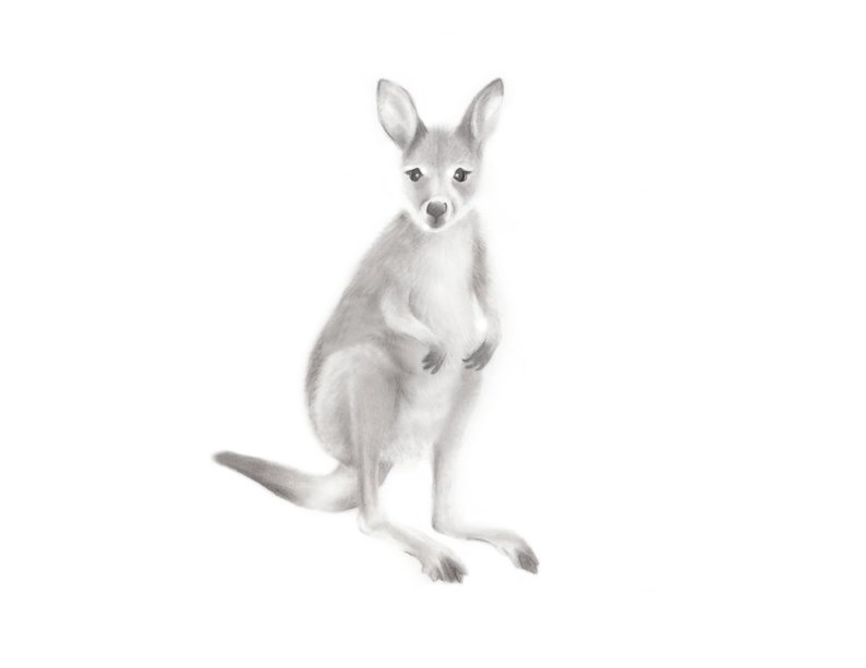 794x613 Kangaroo Art Australian Animal Print Baby Kangaroo Pencil Etsy - Wallaby Drawing