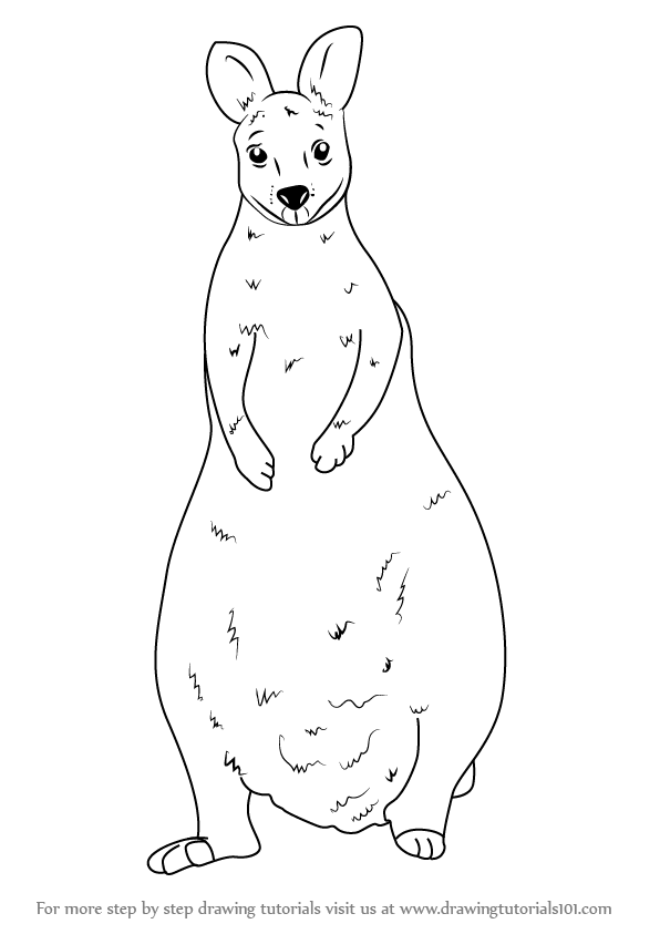 596x843 Learn How To Draw A Wallaby - Wallaby Drawing