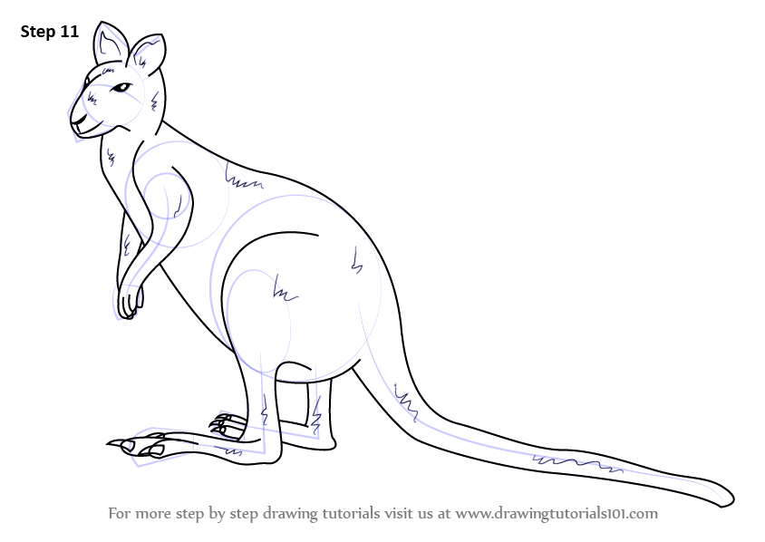 844x598 Learn How To Draw An Agile Wallaby - Wallaby Drawing