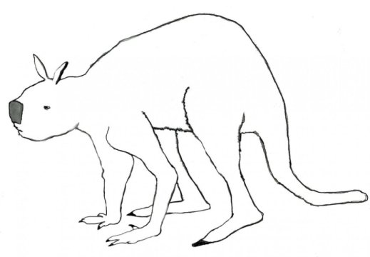 519x360 Tiny Australian Wallaby The Last Living Link To Extinct Giant - Wallaby Drawing