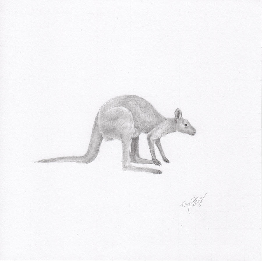 900x899 Wallaby Drawing - Wallaby Drawing