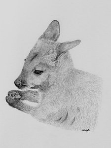 225x300 Wallaby Drawings Fine Art America - Wallaby Drawing