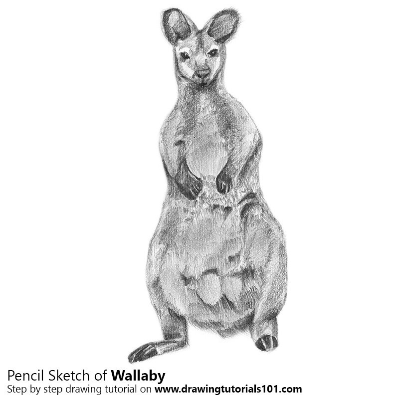 800x800 Wallaby Pencil Drawing - Wallaby Drawing