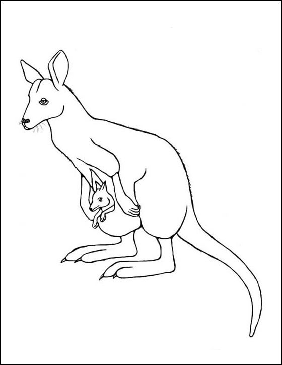560x725 Wallaby - Wallaby Drawing