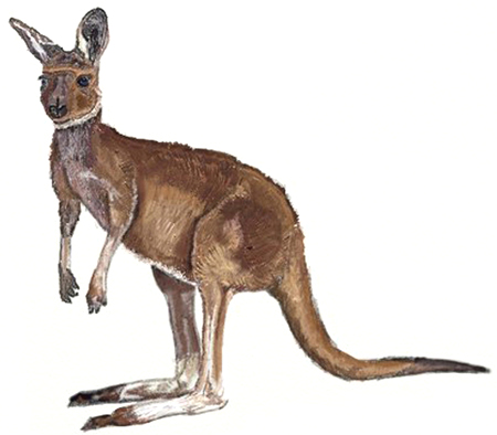 450x394 How To Draw A Kangaroo - Wallaby Drawing