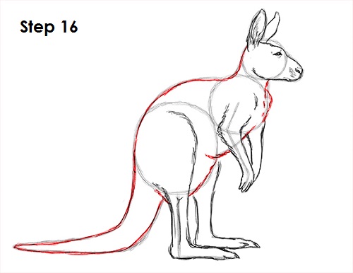 500x386 How To Draw A Kangaroo - Wallaby Drawing