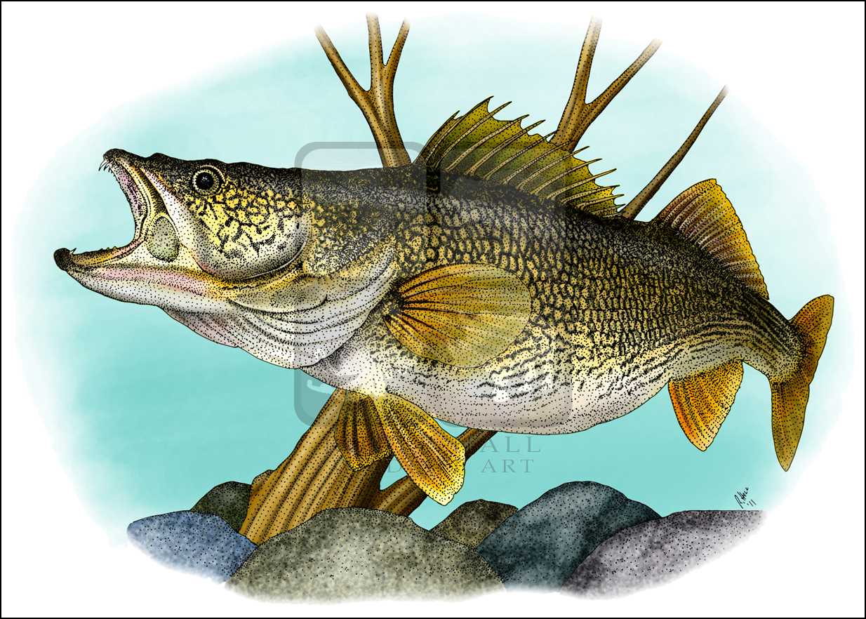 Walleye Drawing at Explore collection of Walleye