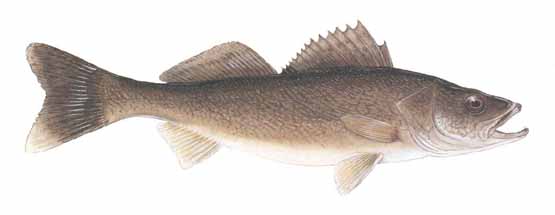 555x215 Walleye - Walleye Drawing