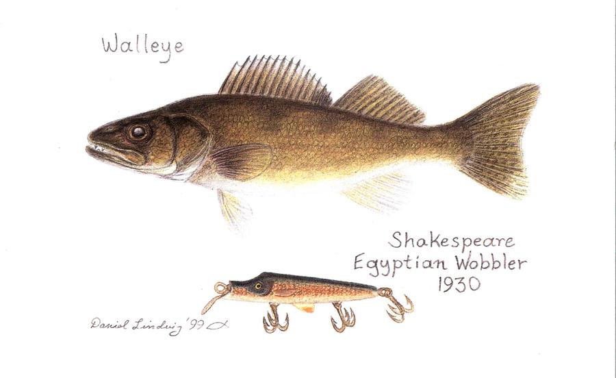 900x552 walleye and egyptian wobbler lure drawing - Walleye Drawing