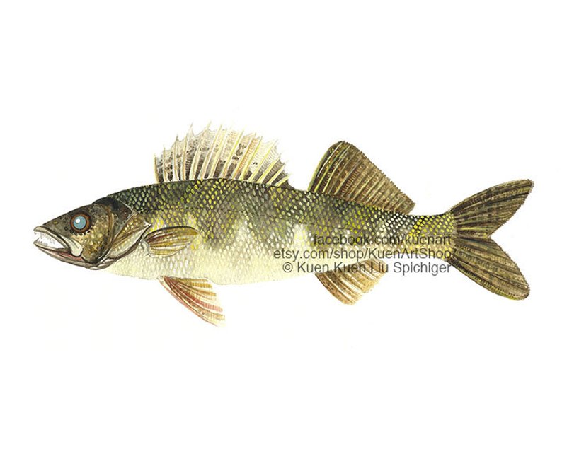 794x635 walleye art print original freshwater river fish etsy - Walleye Drawing