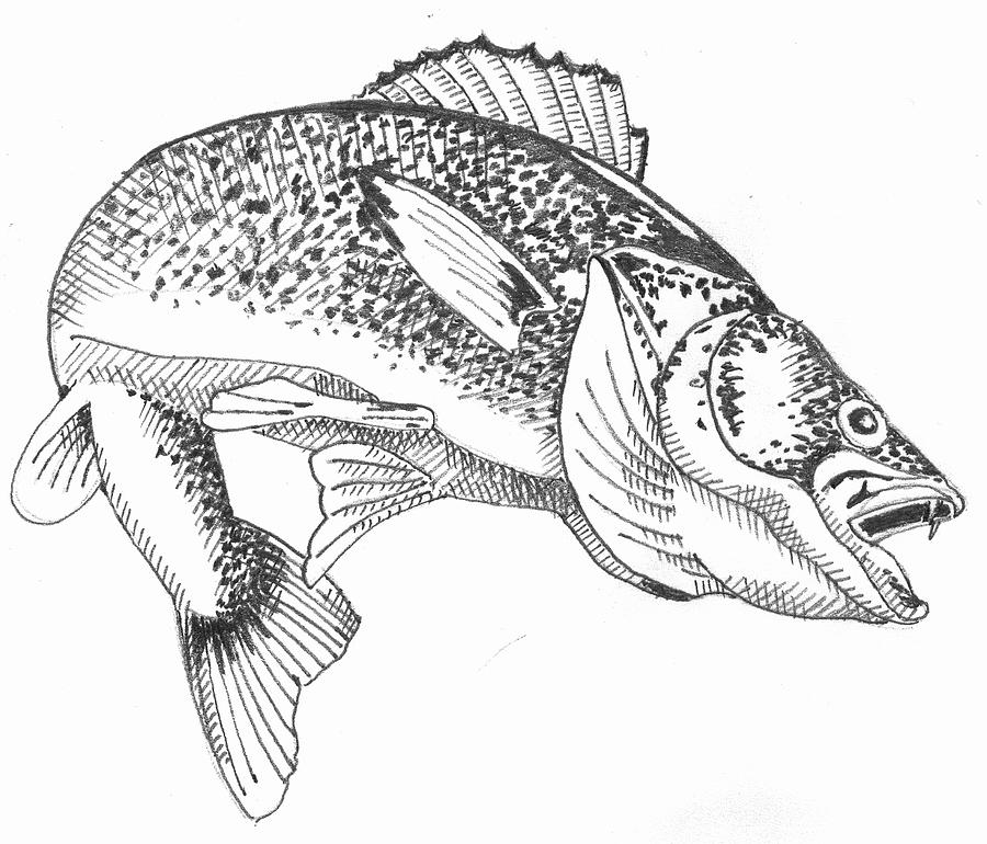 900x770 Walleye Drawing - Walleye Drawing