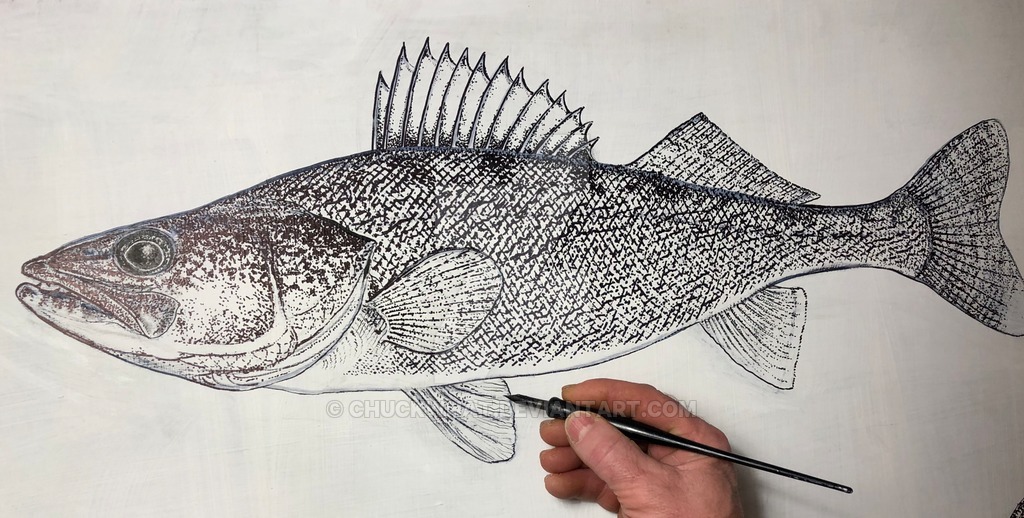 1024x518 Walleye Drawing - Walleye Drawing