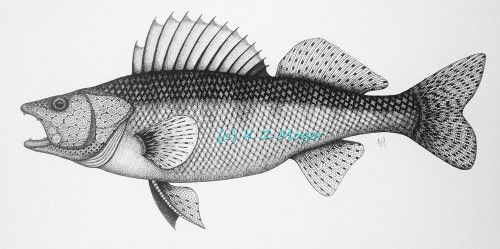500x249 Walleye Fish - Walleye Drawing