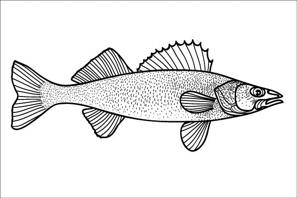 600x400 Walleye Fish Drawing - Walleye Drawing