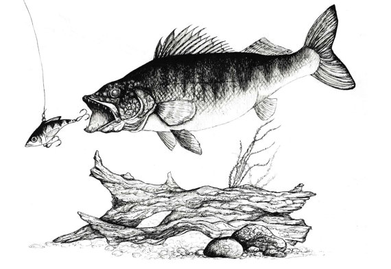570x392 Walleye Ink Print Ink Fish Drawing I Love Spring Fishing Lake - Walleye Drawing