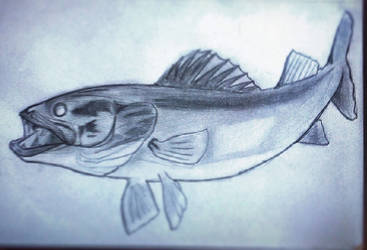 367x250 Walleye Drawing - Walleye Drawing