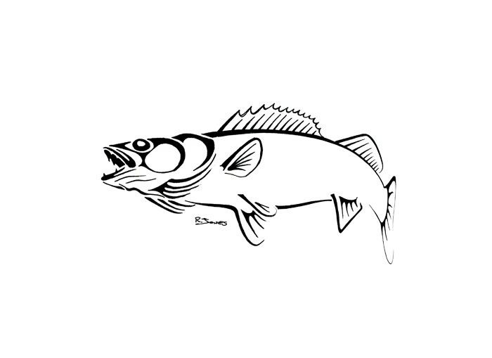 700x509 Walleye Tattoo Outline Tattoos Fish Tattoos, Tribal Animal - Walleye Drawing