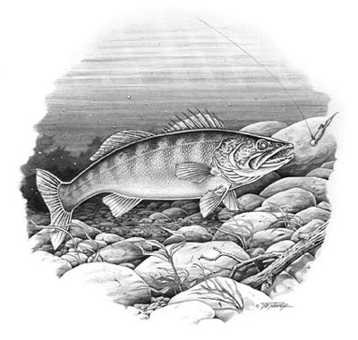 400x380 Walleye - Walleye Drawing
