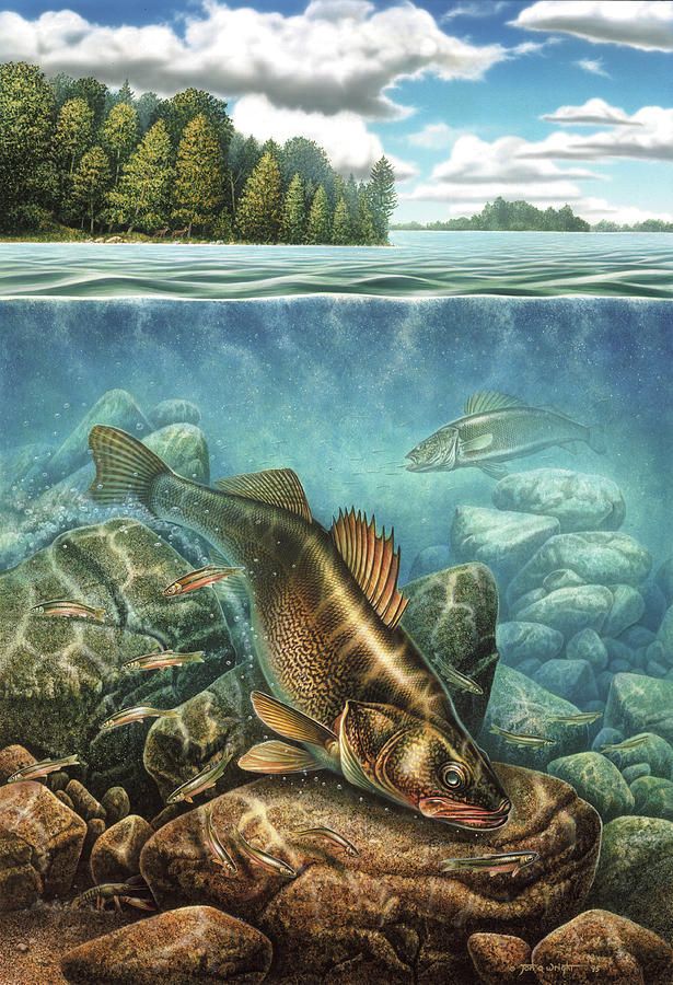 615x900 Walleye Fish Drawing - Walleye Drawing
