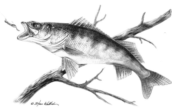 600x388 Pencil Art Walleye Steve Whitlock Game Fish Art Steve - Walleye Drawing
