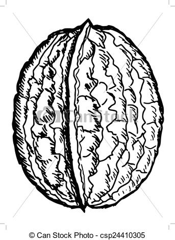343x470 hand drawn, sketch illustration of walnut - Walnut Drawings