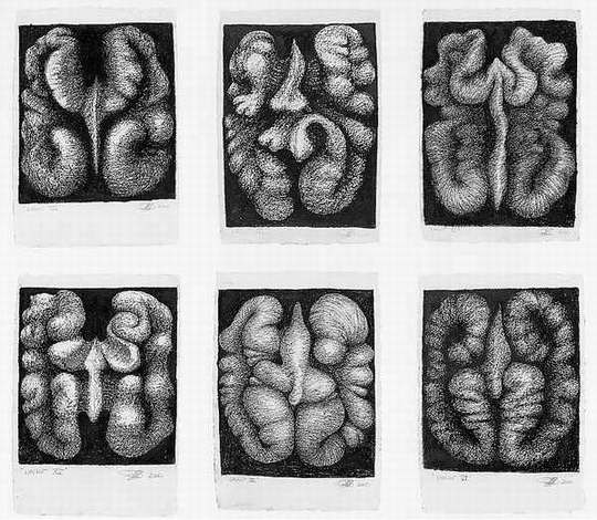 540x470 marcus' igcse art peter randall - Walnut Drawings