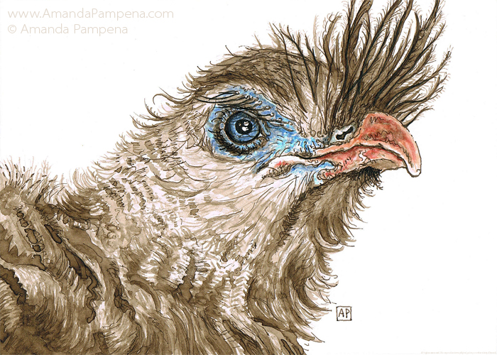 700x500 mis drawings walnut drawing ink - Walnut Drawings