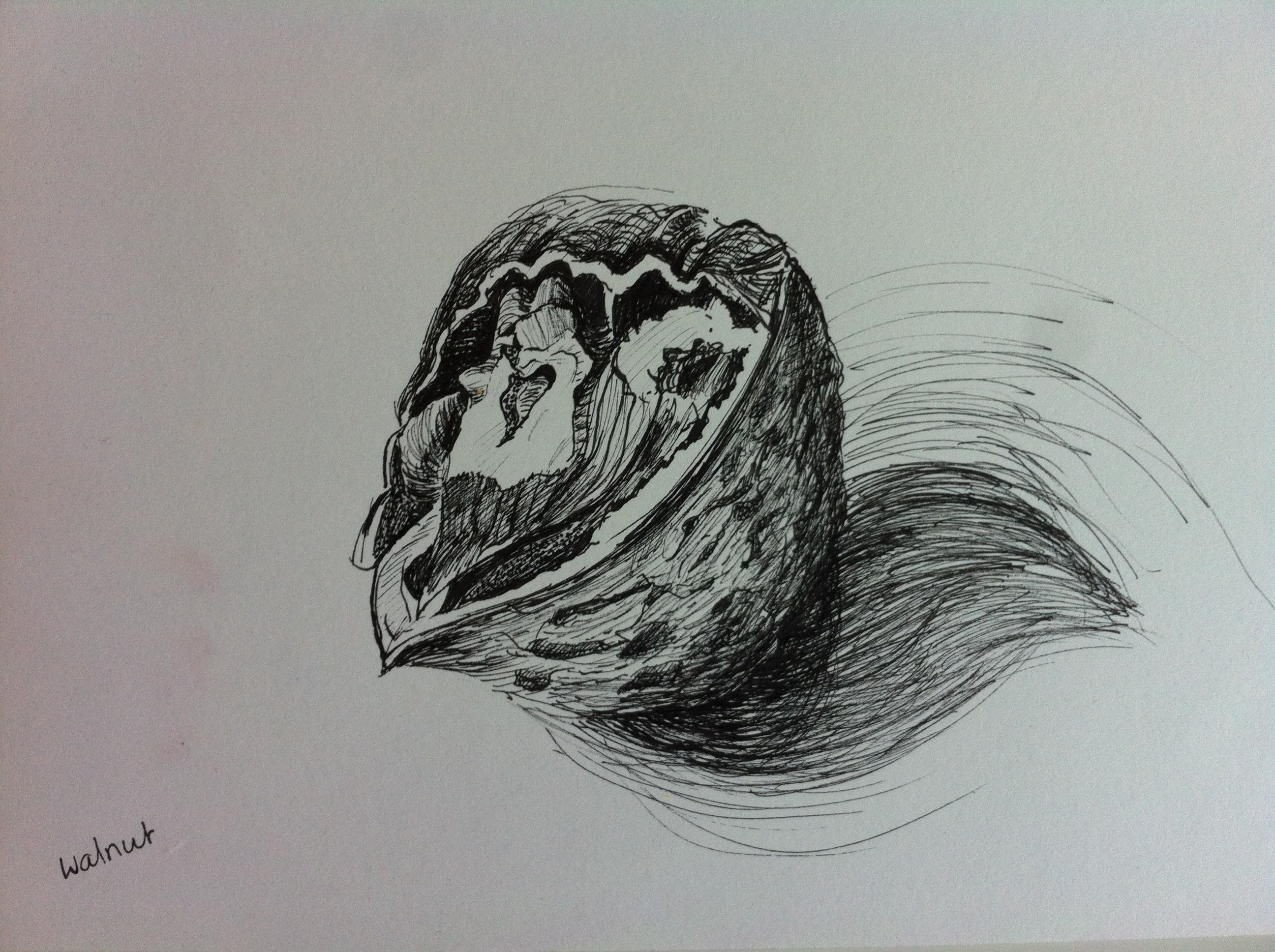 2592x1936 oca, start drawing course jojohnstondotnet - Walnut Drawings