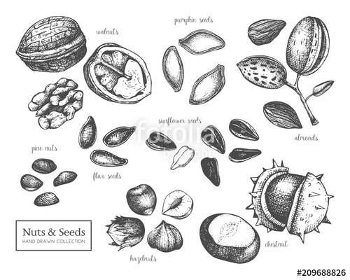 500x400 vector collection of hand drawn seeds and nuts sketches walnut - Walnut Drawings