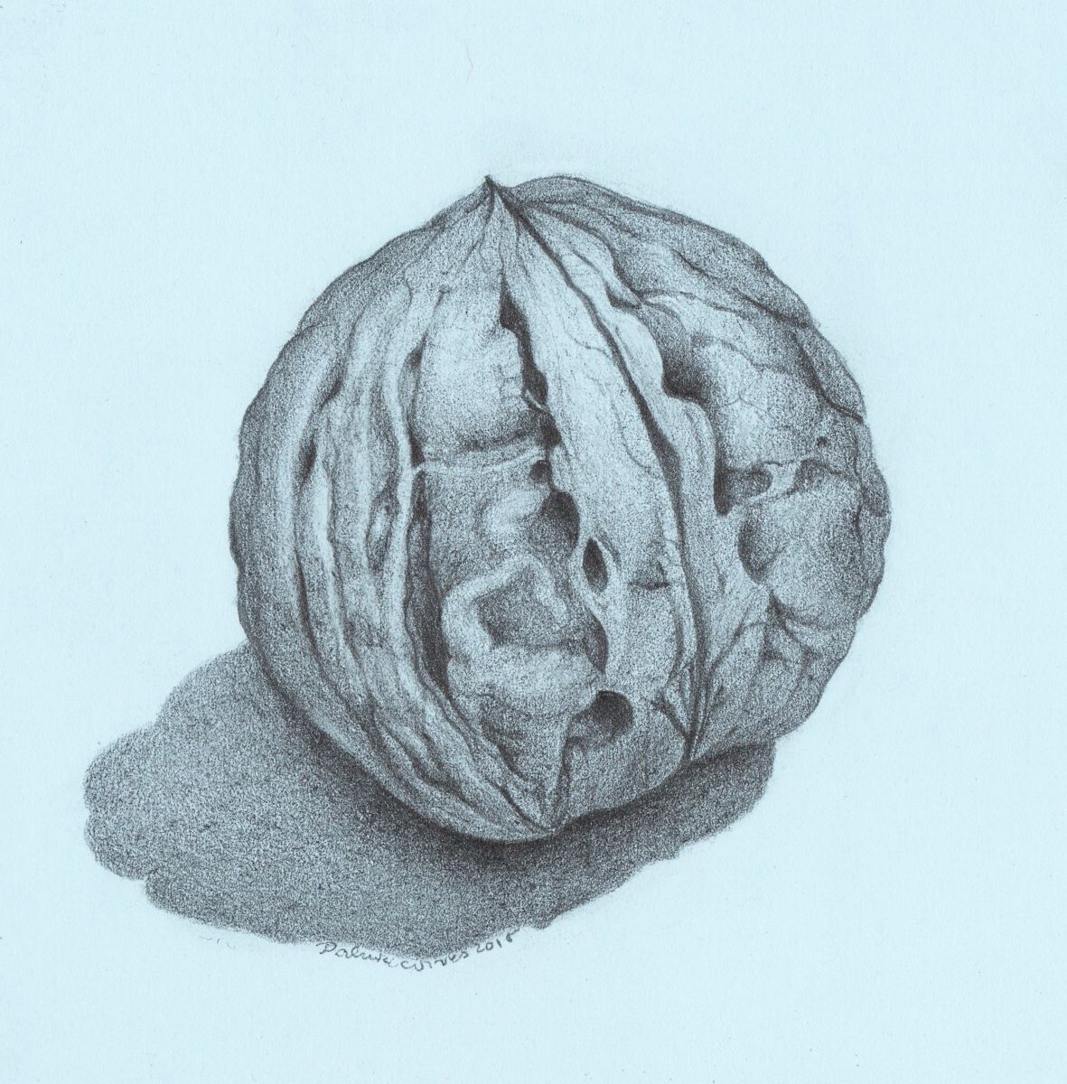 1181x1200 walnut drawing - Walnut Drawings