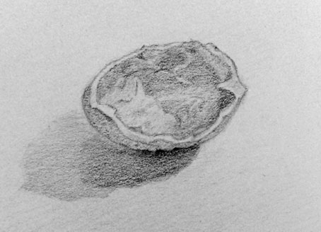 454x328 walnut drawings tegninger kalligrafiblogg - Walnut Drawings