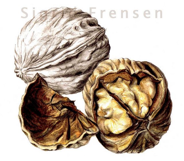 640x560 walnuts art botanical pencil drawings, botanical drawings - Walnut Drawings