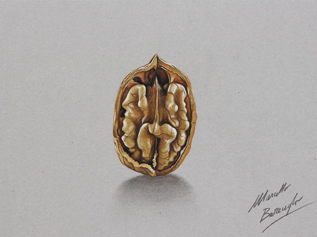1024x768 walnut drawing - Walnut Drawings